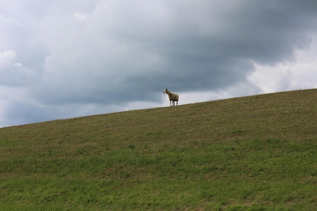 Free North Sea Dike photo and picture
