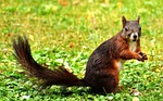 squirrel, nager, garden