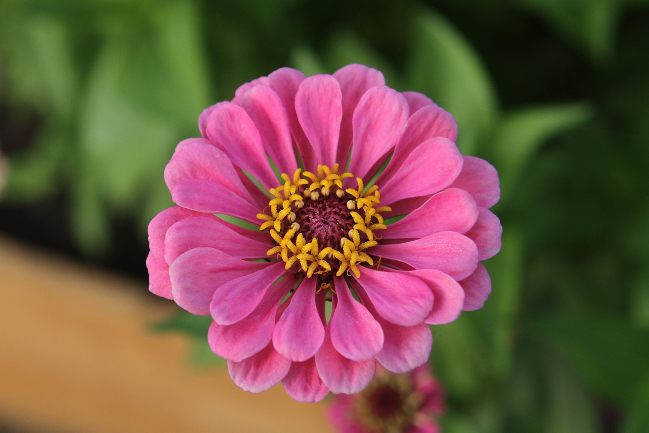 Zinnia - free online jigsaw puzzle photo