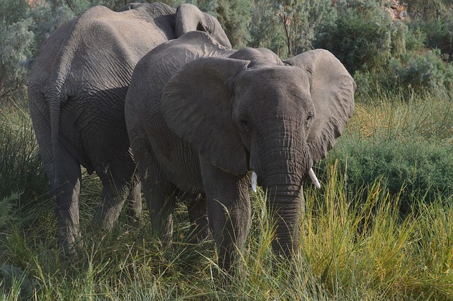 Free Namibia Elephant photo and picture