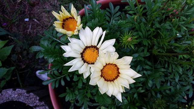 Free Spring White photo and picture