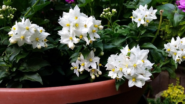 Free Spring White photo and picture