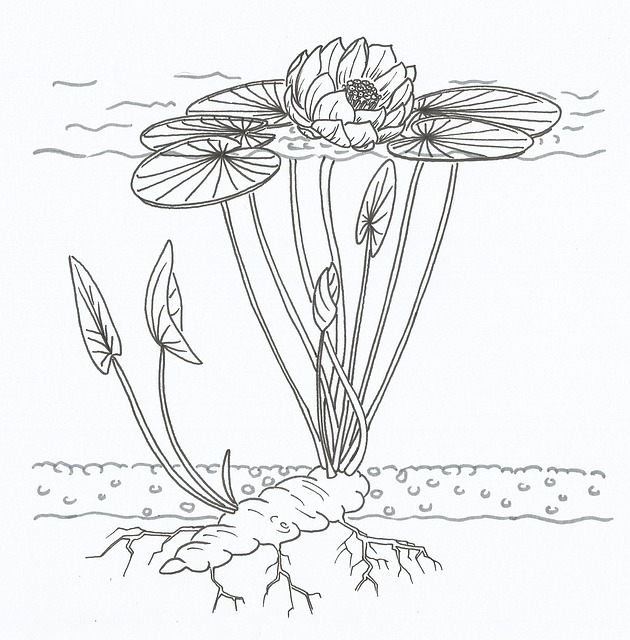 Lily flower diagram