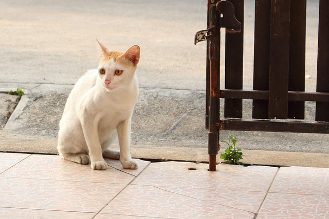 Cat, Animal, Day Light, สัตว์เลี้ยง