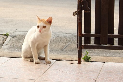 Free Cat Animal photo and picture