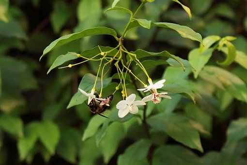 Free Nature Bee photo and picture