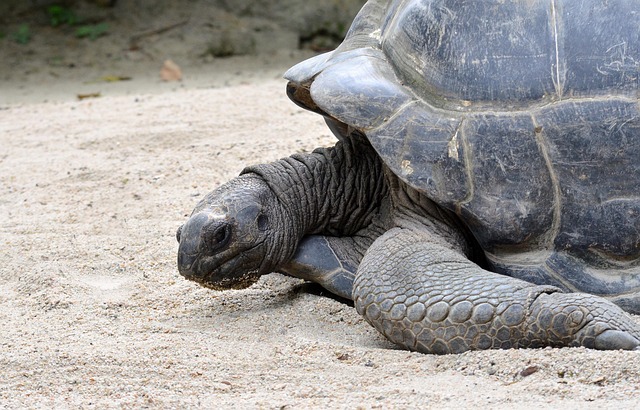 Wild Shell Giant Tortoise Wildlife Shell - Free photo on Pixabay - Pixabay