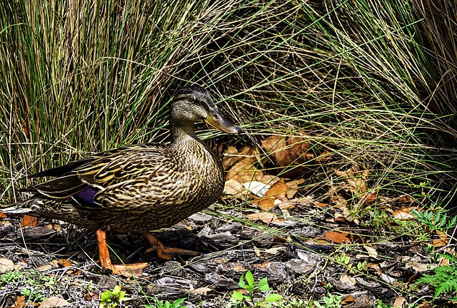 Ente, Wildes Leben, Park, Wild, Natur