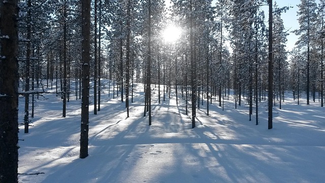 Free Forest Nature photo and picture