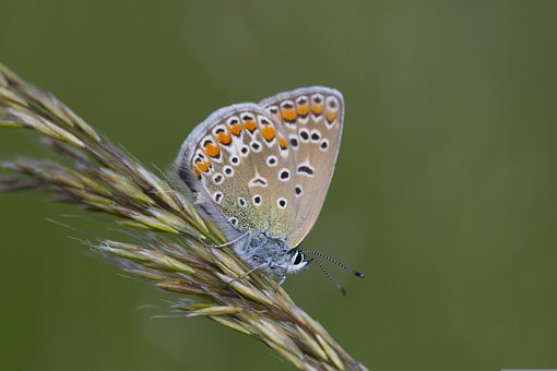 Free Butterfly Insect photo and picture