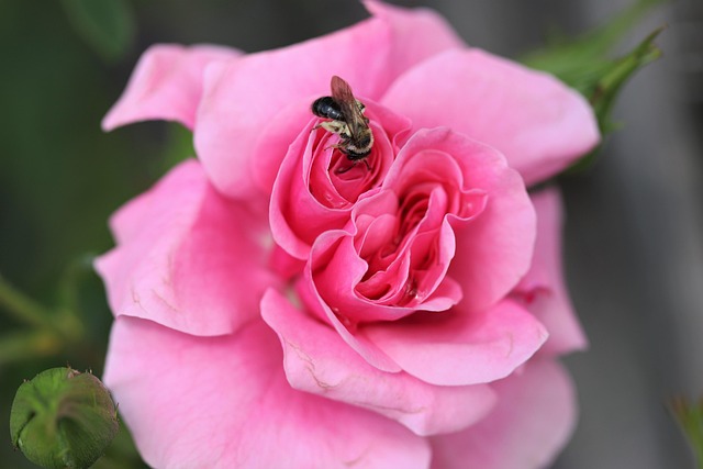Abelha, Flores Bonitas, Rosa, Natureza