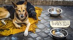 dog, beg, beggar