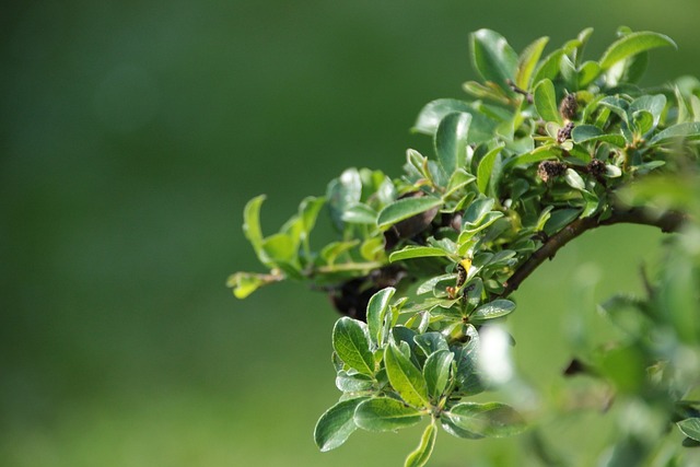 Free Leaf Green photo and picture