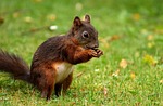 squirrel, nager, cute