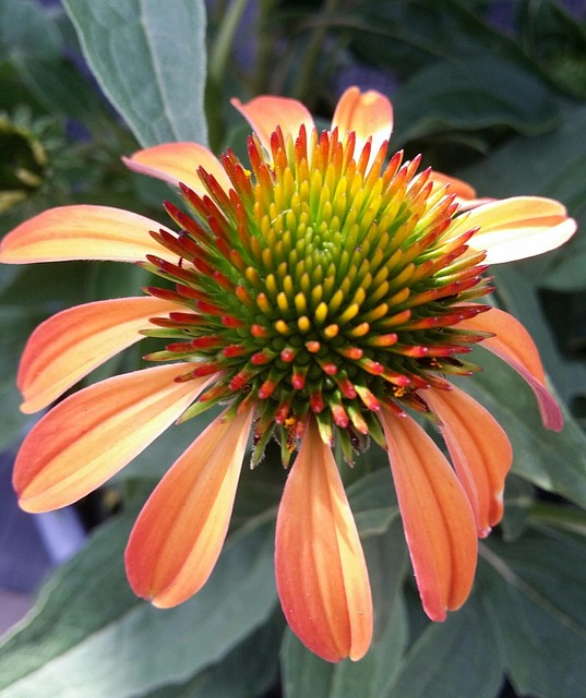 Free Echinacea Coneflower photo and picture