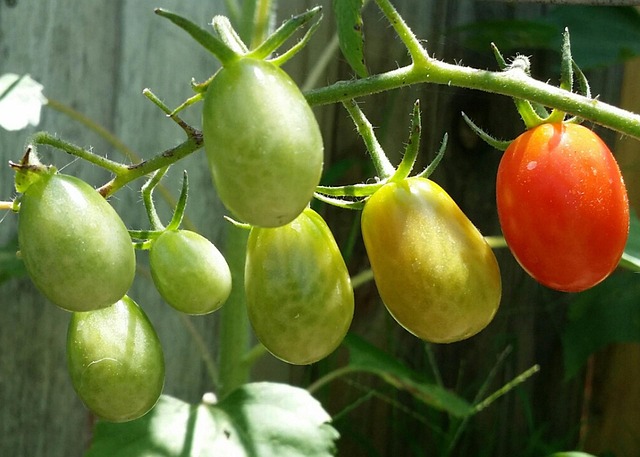 Free Roma Tomatoes Fresh photo and picture