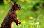 squirrel, nager, cute