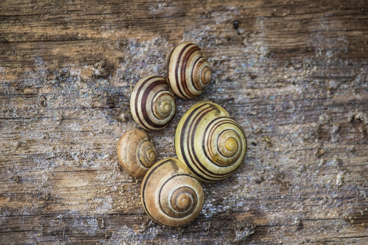 Spring Snails Spring Summer Snails - Free photo on Pixabay