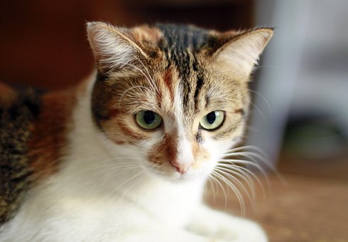 Gato, Felino, Animal, Mirada De Gato