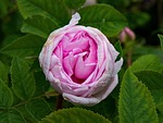 historical, rose, mme