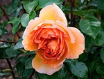 english, rose, pat austin