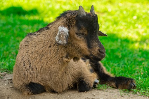 Free Goat Dwarf Goat photo and picture
