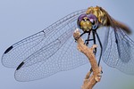 ugandan dragon fly, power of nature, artistry of god