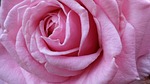 pretty, beautiful, pink