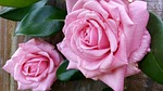 two roses, green leaves, glossy