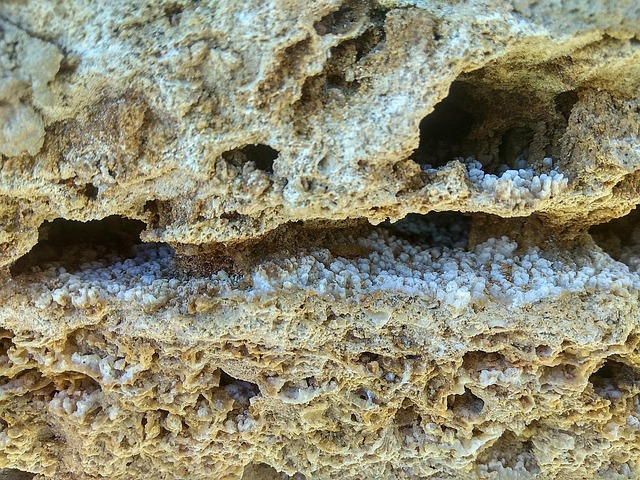 Free Stone Shell Rock photo and picture