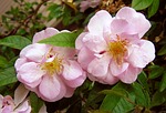 rose, pink, thornless