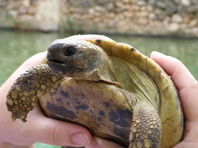 Free Mediterranean Tortoise Priorat photo and picture