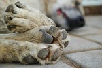 dog, sleep, asleep