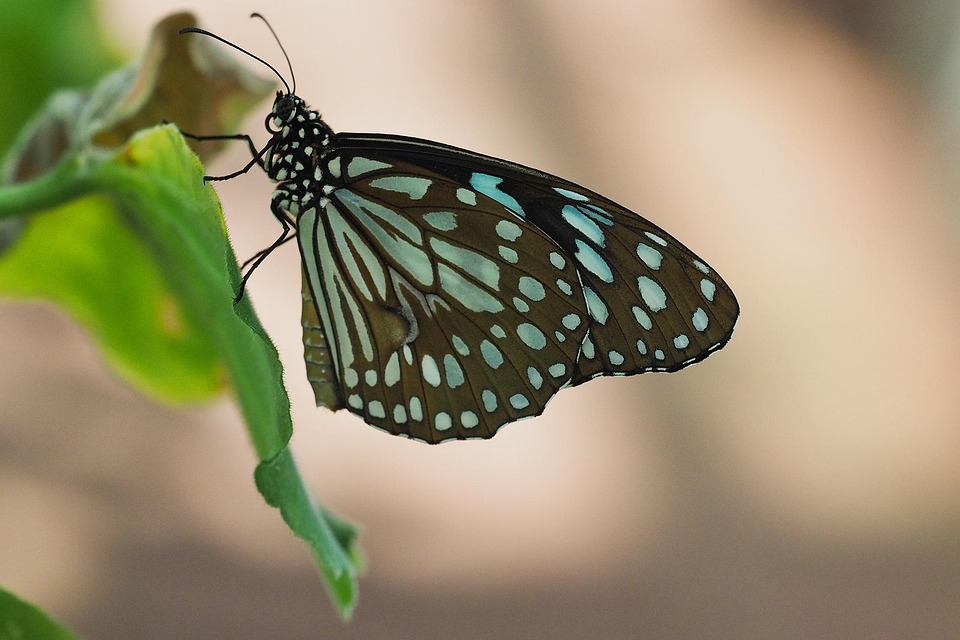 Butterfly Insect Close-Up - Free photo on Pixabay