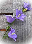 flower, bellflower, shrub