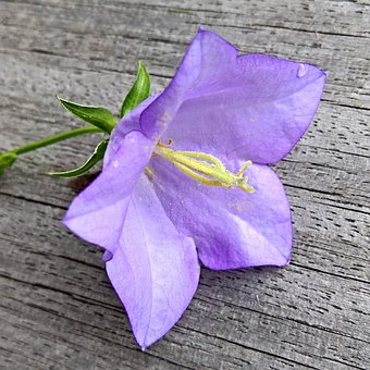 Flower, Bellflower, Single Bloom, Bell