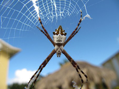 Argiope, Argentata, Edderkop