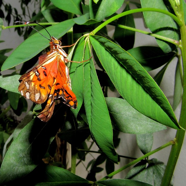 Borboleta, Monarca, Artrópode