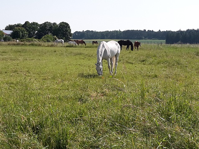 Free Coupling Horses photo and picture
