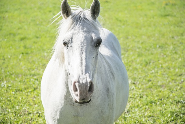 Free White Horse photo and picture