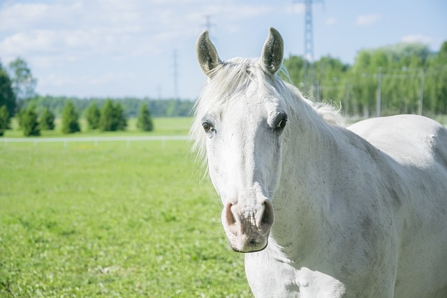Free White Horse photo and picture