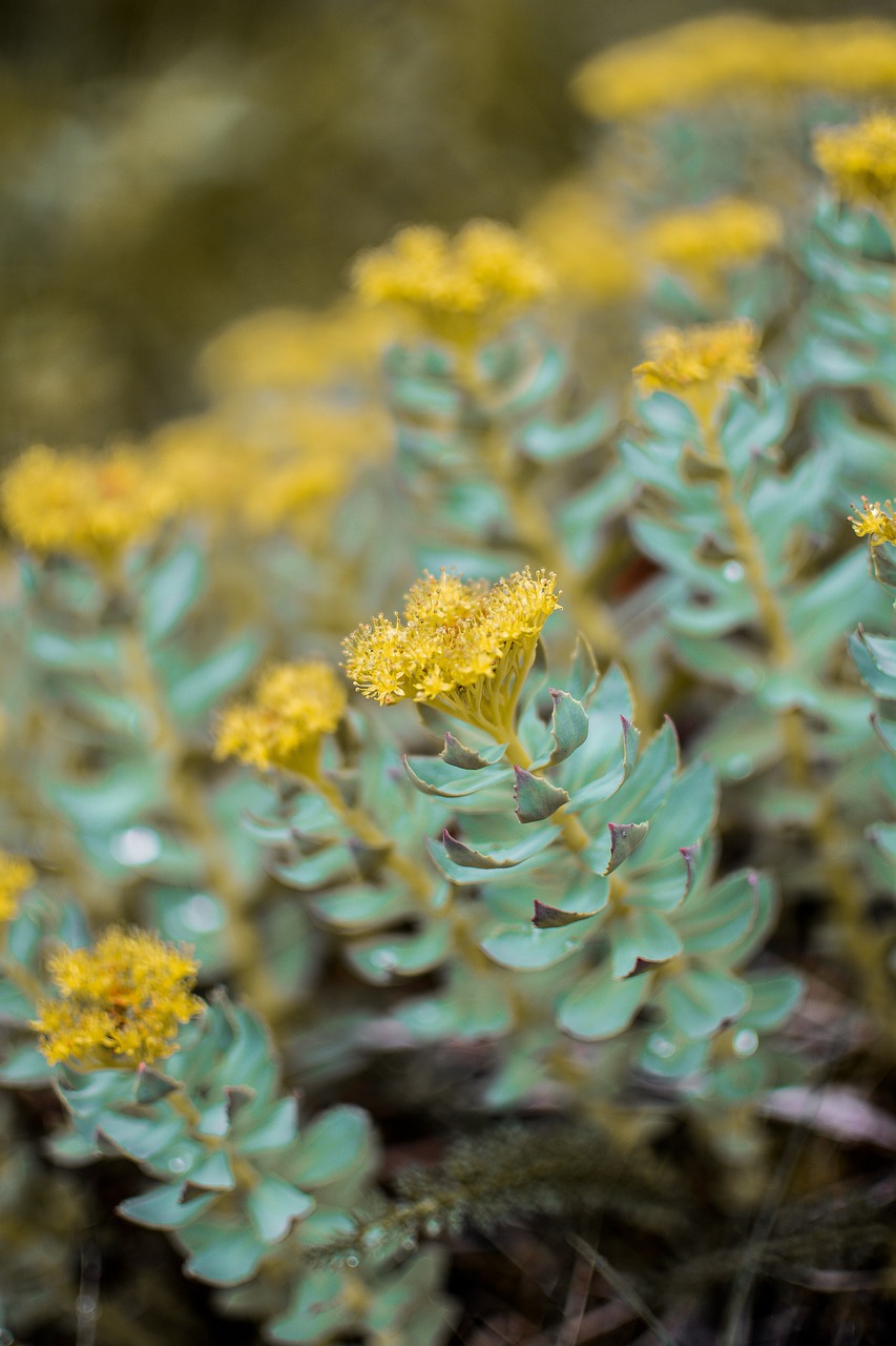 Succulent Flower Colors