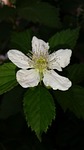 blackberry flower, blackberry, thornless blackberry