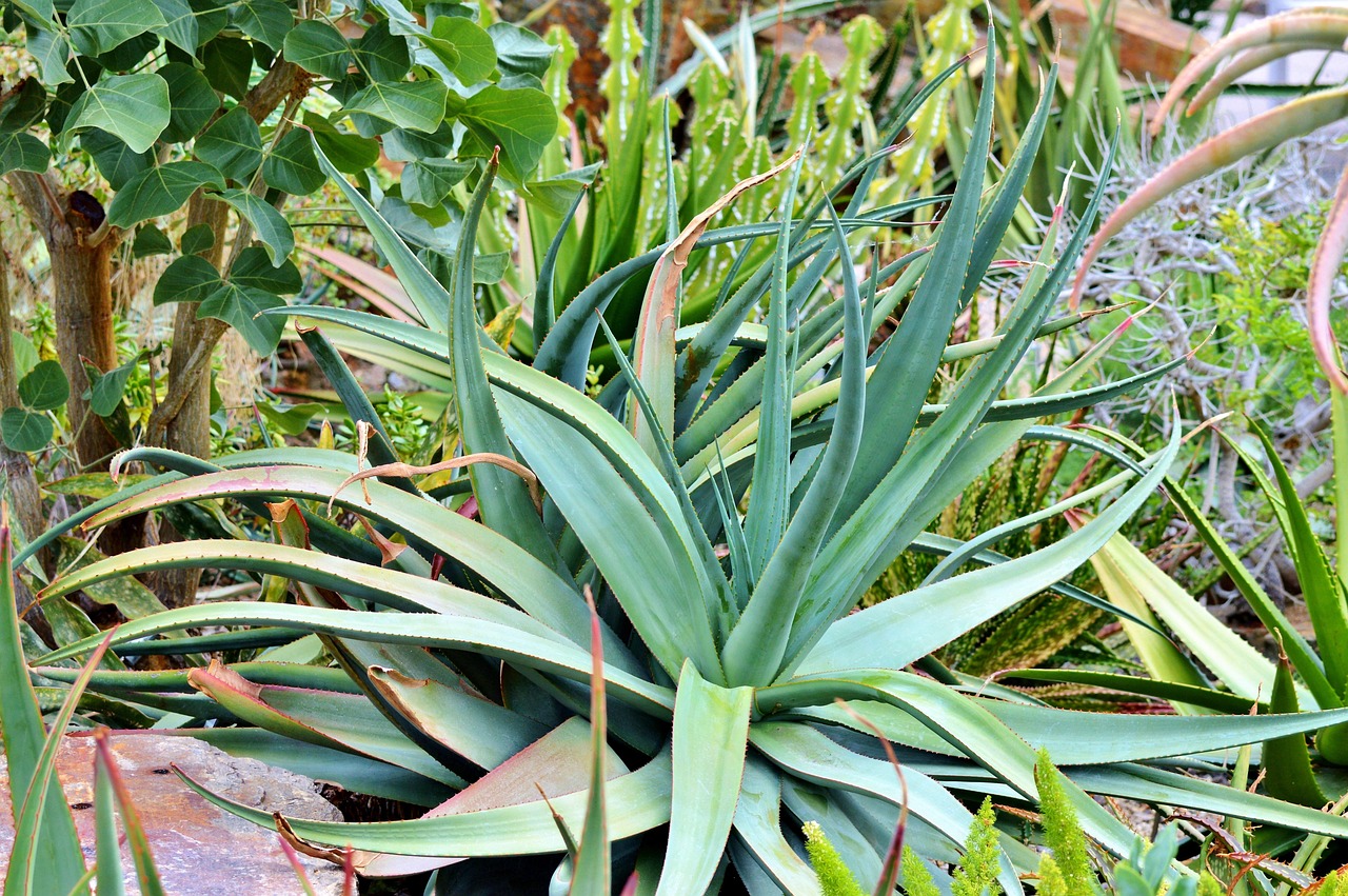 Agave Kaktus Sukkulente - Kostenloses Foto auf Pixabay