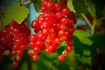currants, berries, red currant