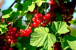 currants, berries, red currant