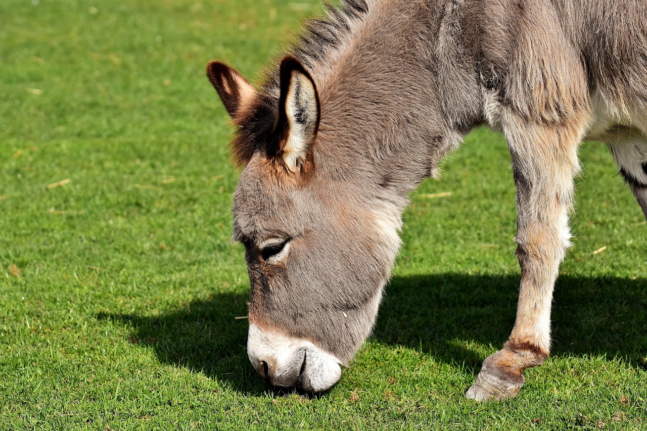 Âne Commun Animal De - Photo gratuite sur Pixabay