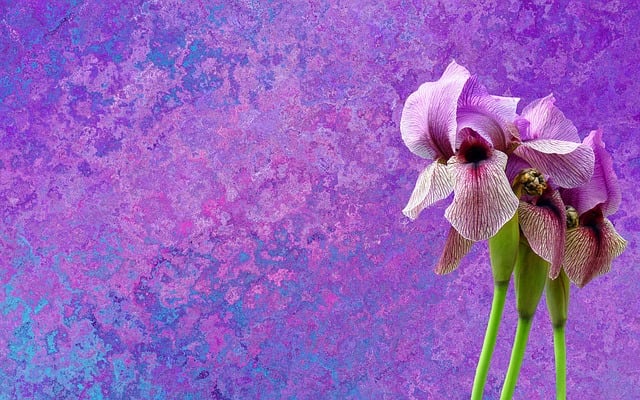 Free iris flower purple illustration