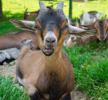 Free Goat Domestic Goat photo and picture