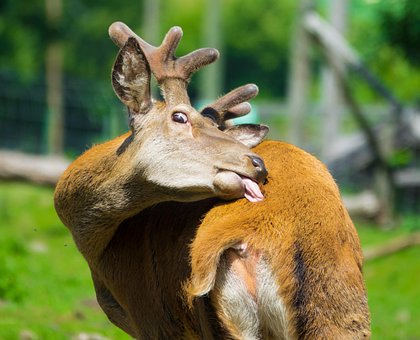 Free Deer Wild photo and picture